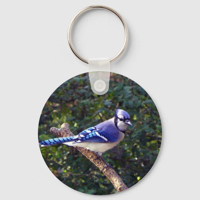 Beautiful Blue Jay Schlüsselanhänger (Vorderseite)