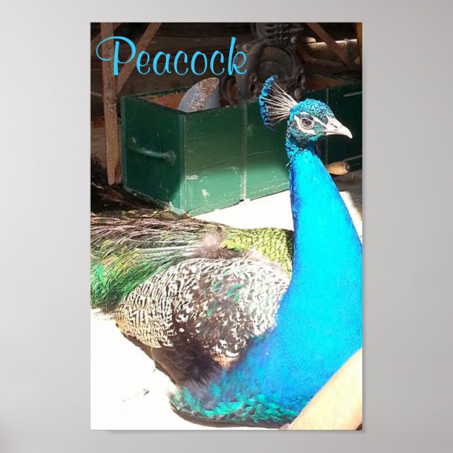 Beautiful Blue Male Peacock Old Barn Poster (Vorne)