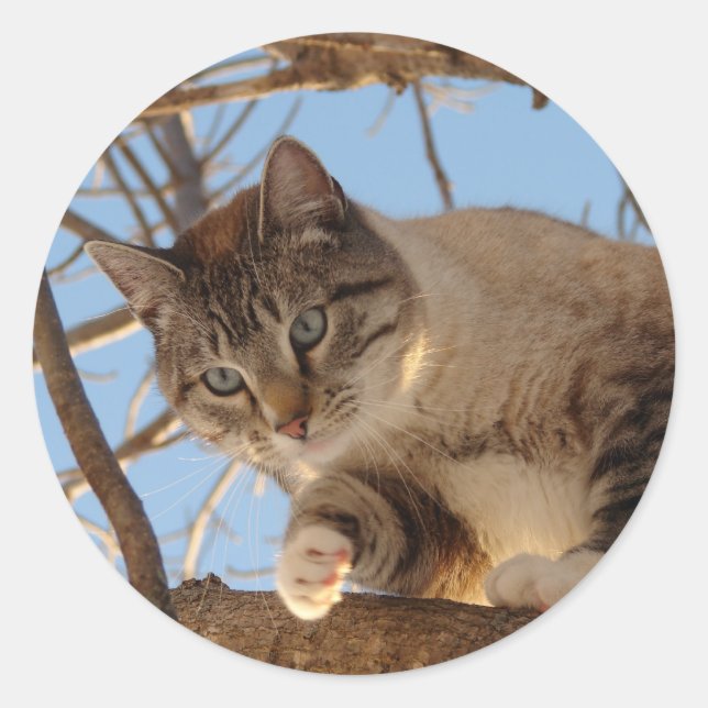 Beautiful Blue Mit Augen Kitty Runder Aufkleber (Vorderseite)