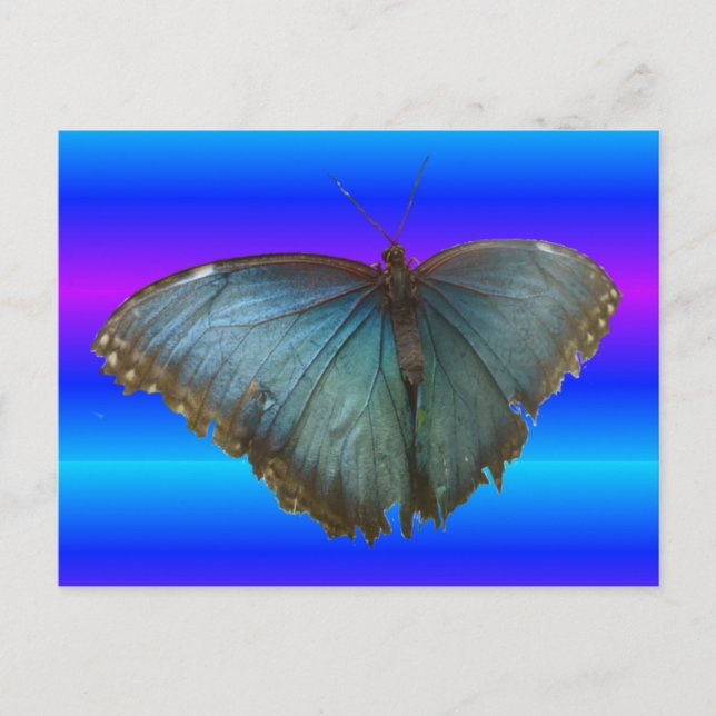 Beautiful Blue Morpho Butterfly DIY Postcard Postkarte (Vorderseite)