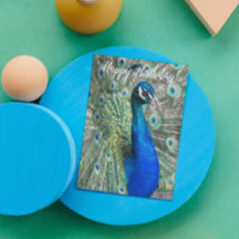 Beautiful Blue Peacock Foto Birthday