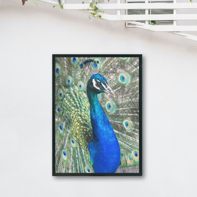 Beautiful Blue Peacock Fotodruck (In Situ Framed)