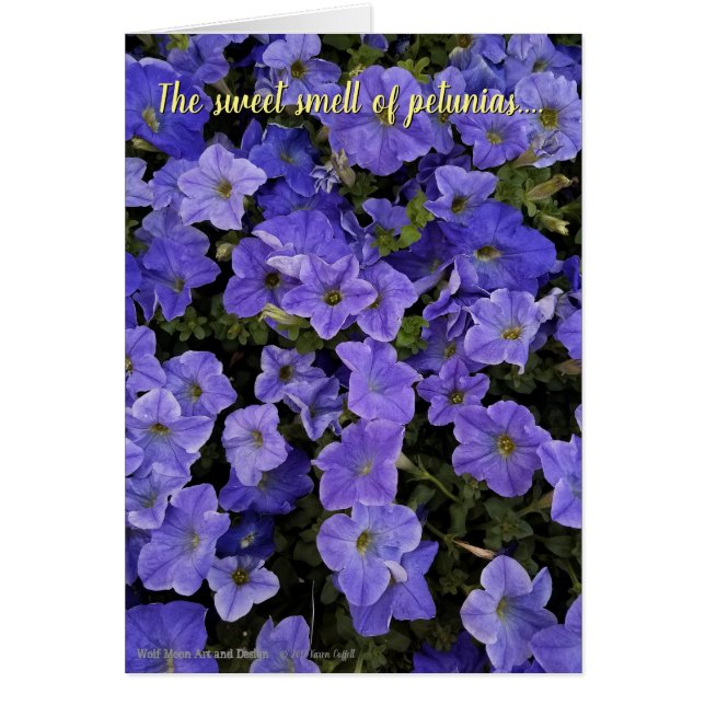 Beautiful Blue Violet Petunia Blume Foto (Vorne)