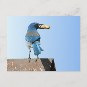 Beautiful Bluebird Postkarte