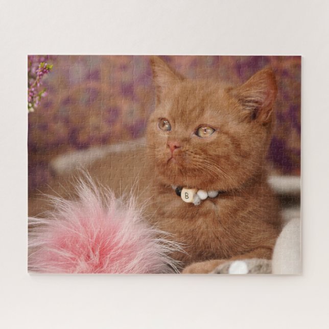 Beautiful British Shorthair Kitten (Horizontal)