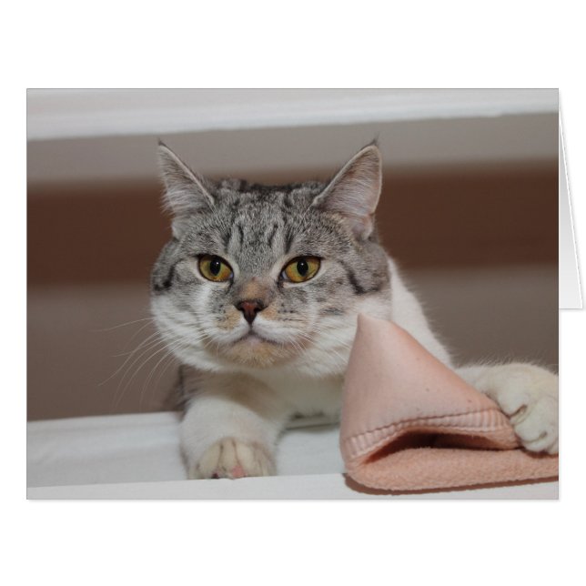 Beautiful British Shorthair Tomcat (Vorderseite (Horizontal))