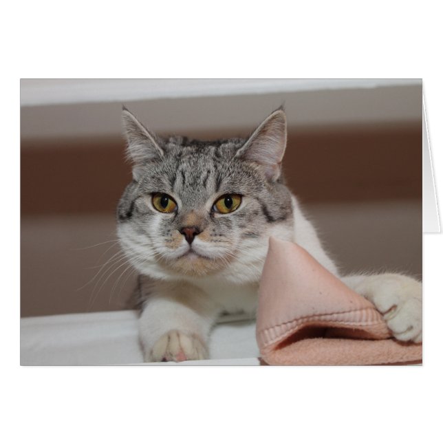 Beautiful British Shorthair Tomcat (Vorderseite (Horizontal))