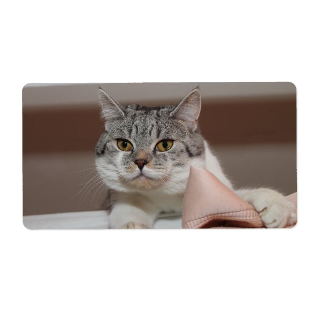 Beautiful British Shorthair Tomcat (Vorne)