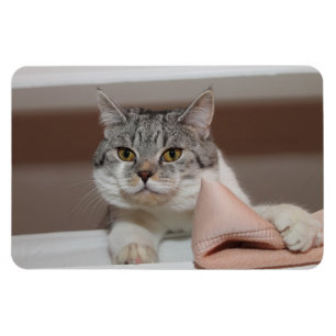 Beautiful British Shorthair Tomcat Magnet