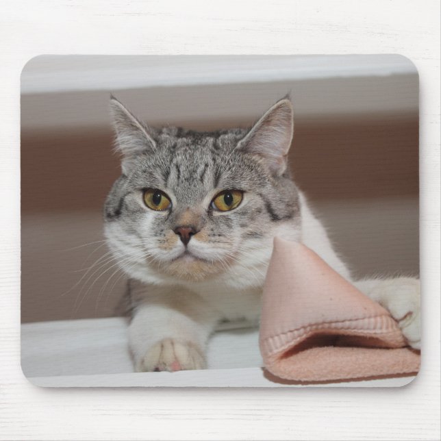 Beautiful British Shorthair Tomcat Mousepad (Vorne)