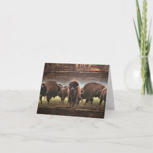 Beautiful Buffalo Herd Karte