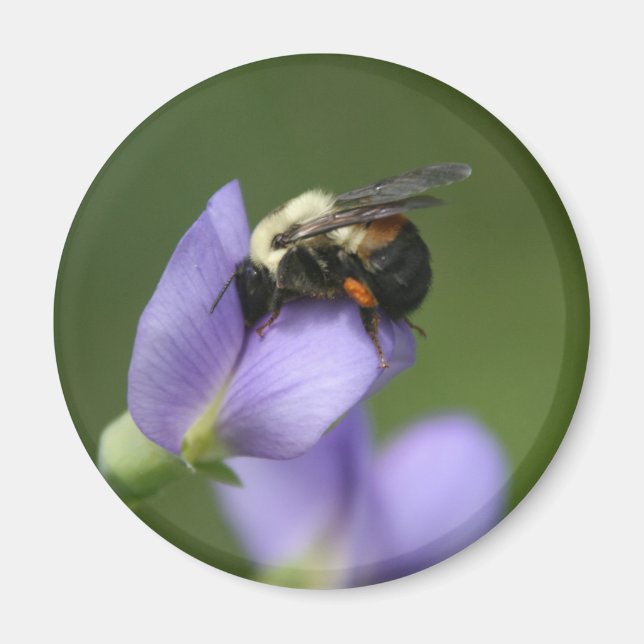 Beautiful Bumble Bee Magnet (Vorne)