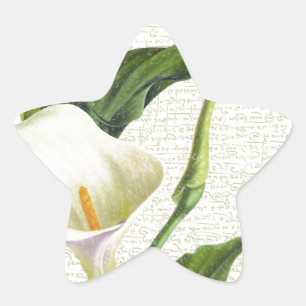 Beautiful Calla Lilies Stern-Aufkleber