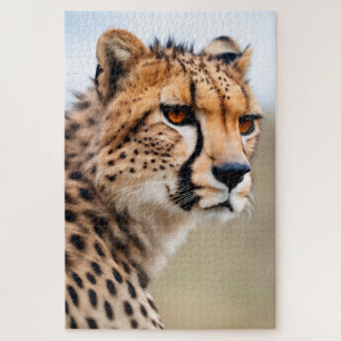Beautiful Cheetah