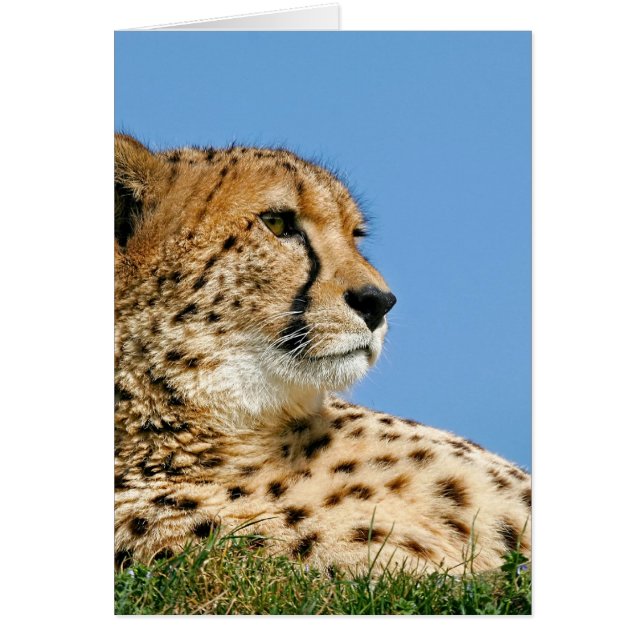 Beautiful Cheetah (Vorne)