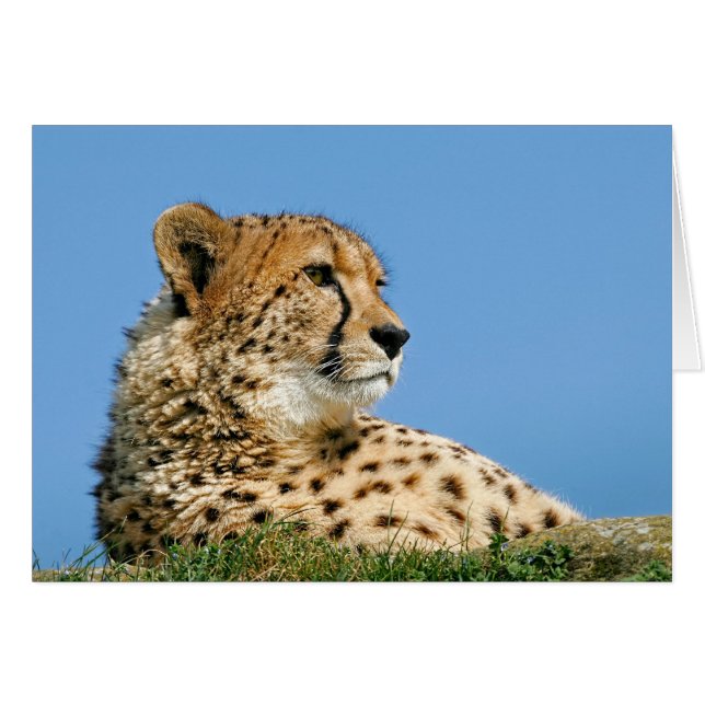 Beautiful Cheetah (Vorderseite (Horizontal))
