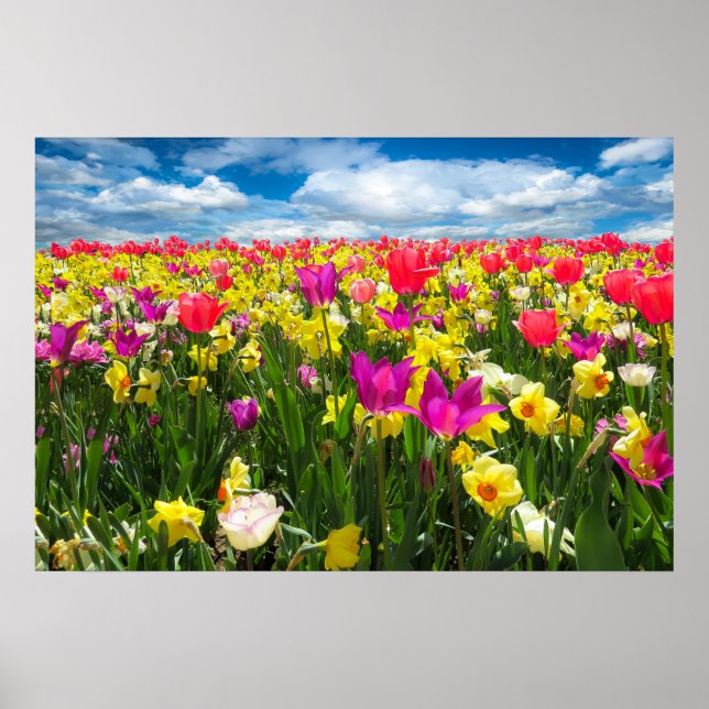 Beautiful Colorful Tulip Field Poster (Vorne)