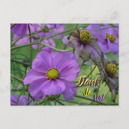 Beautiful Cosmea Blume Danke Postcard Postkarte