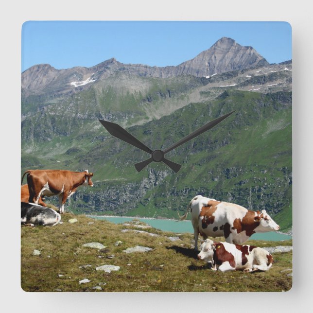 Beautiful Cows High Up In The Mountains Quadratische Wanduhr (Vorderseite)