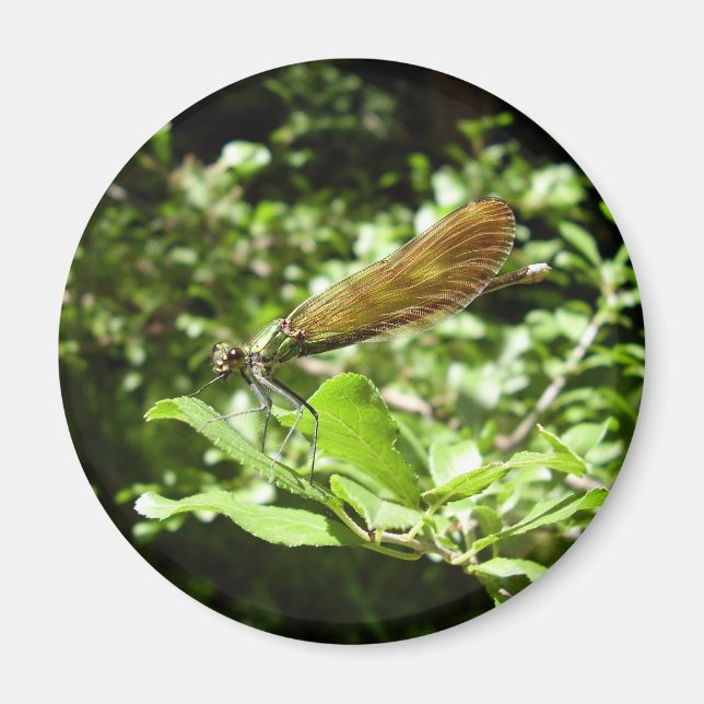 Beautiful Demoiselle Magnet (Vorne)