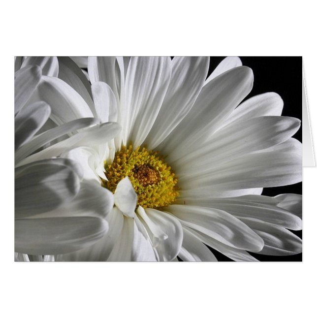 Beautiful Detailed Daisy (Vorderseite (Horizontal))
