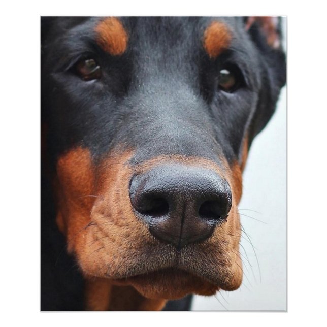 Beautiful Doberman Pinscher Fotodruck (Vorne)