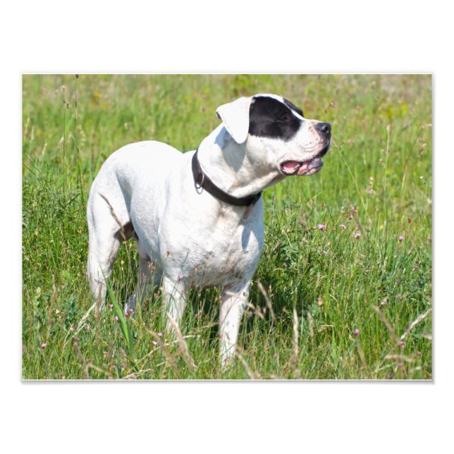 Beautiful Dogo Argentino Fotodruck (Vorne)