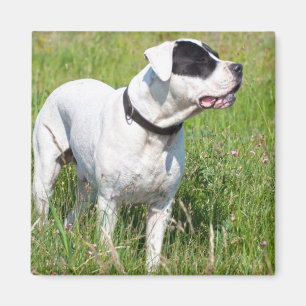 Beautiful Dogo Argentino Magnet