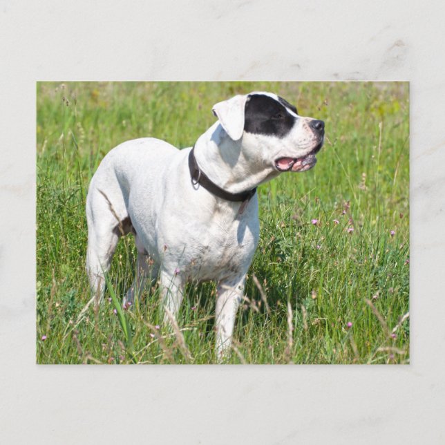 Beautiful Dogo Argentino Postkarte (Vorderseite)