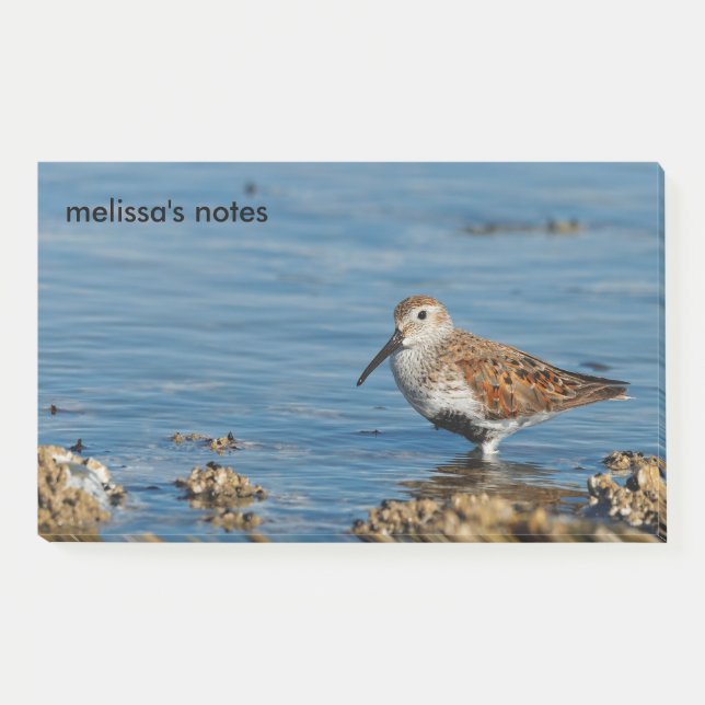 Beautiful Dunlin Shorebird Sandpiper Goes Solo Post-it Klebezettel (Vorderseite)