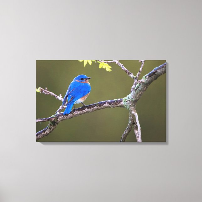 Beautiful Eastern Bluebird Leinwanddruck (Vorderseite)