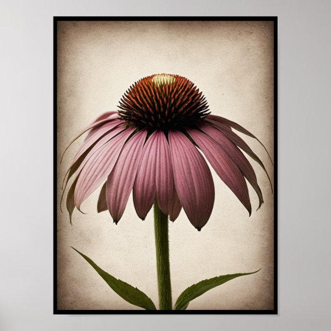 Beautiful Echinacea Blume Poster Wine tasting in d (Vorne)