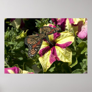 Beautiful Elephant Butterfly Poster
