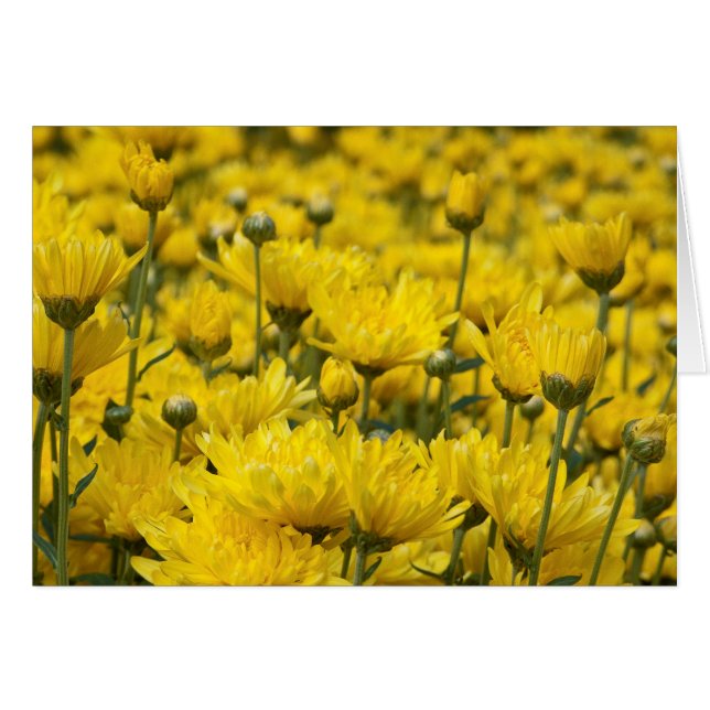 Beautiful Fall Chrysanthemum Foto (Vorderseite (Horizontal))