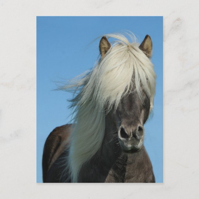 BEAUTIFUL FJORD PONY HORSE STALLION POSTKARTE (Vorderseite)