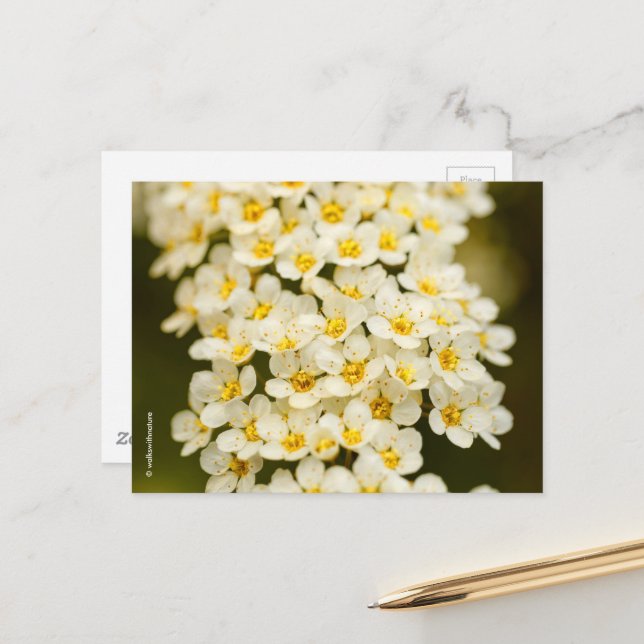 Beautiful Floral Bridalwreath Spiraea Postkarte (Vorderseite/Rückseite Beispiel)