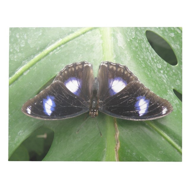 Beautiful Gepunktet Butterfly Notepad Notizblock (Vorderseite)