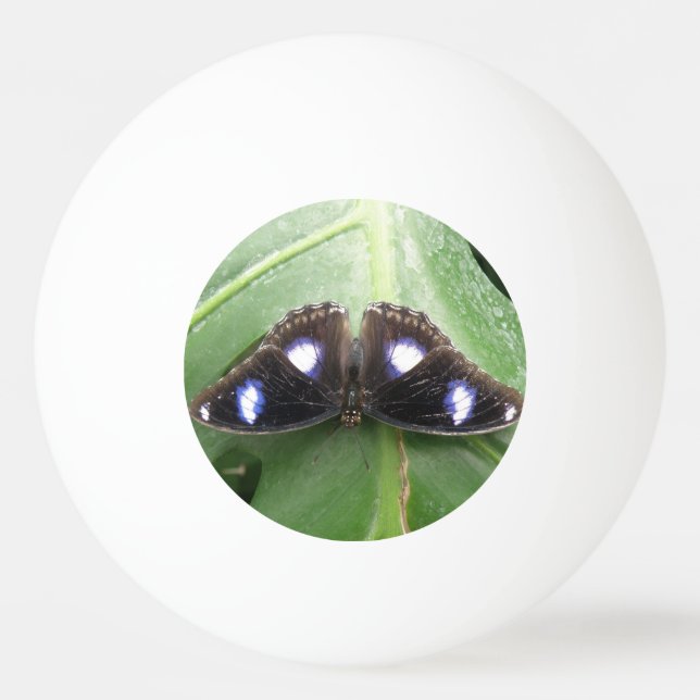 Beautiful Gepunktet Butterfly Pong Ball Tischtennisball (Rückseite)