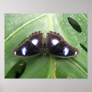 Beautiful Gepunktet Butterfly Print Poster