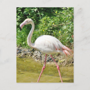 Beautiful Greater Flamingo - Postcard Postkarte