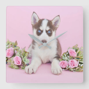 Beautiful Husky Puppy with Pink Roses Quadratische Wanduhr