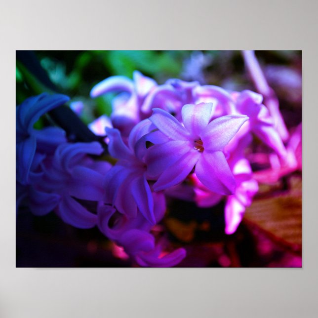 Beautiful Hyacinth (Hyacinthus) Flower Poster (Vorne)