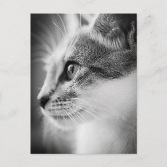 Beautiful Kitten Postcard Postkarte (Vorderseite)
