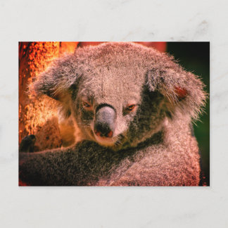 Beautiful Koala Postkarte