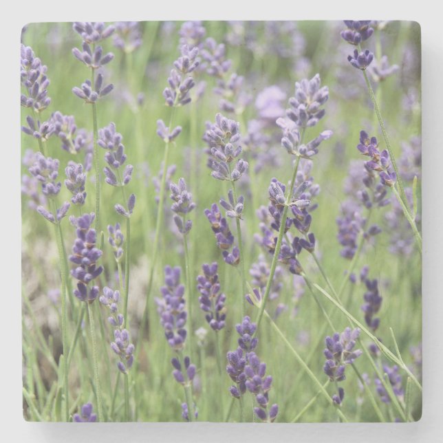 Beautiful Lavender Steinuntersetzer (Vorderseite)