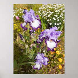 Beautiful Lila Iris Flower Garden Poster