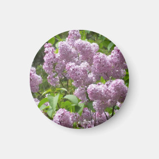 Beautiful Lilac Bush- Magnet
