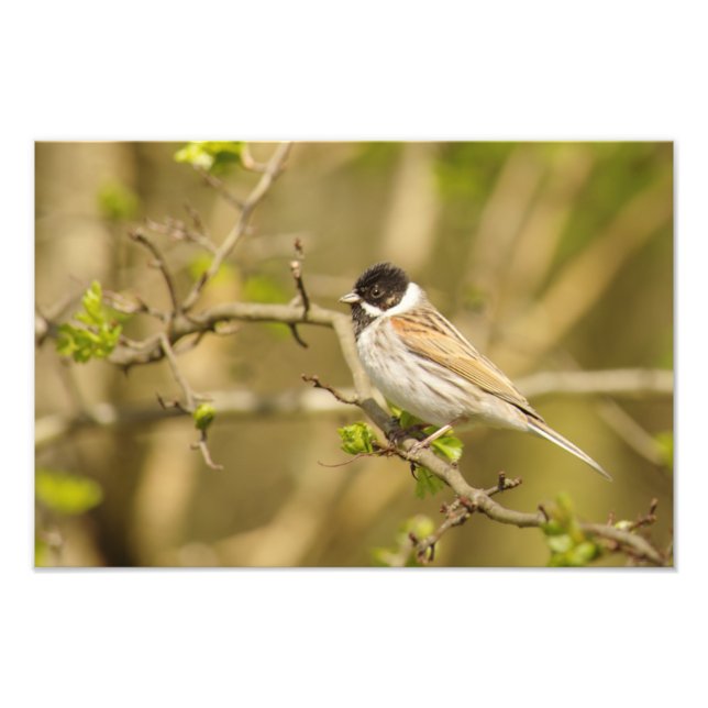 Beautiful Male Reed Bunting Fotodruck (Vorne)
