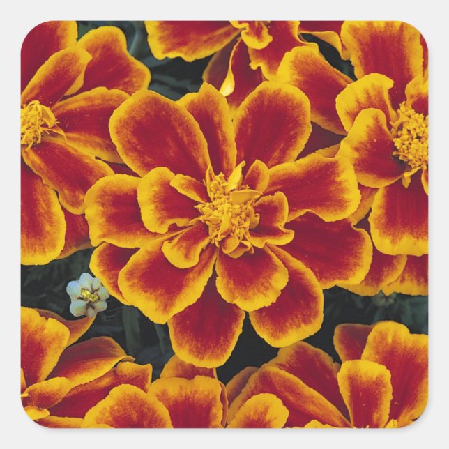 Beautiful Marigolds Sticker Set (Vorderseite)