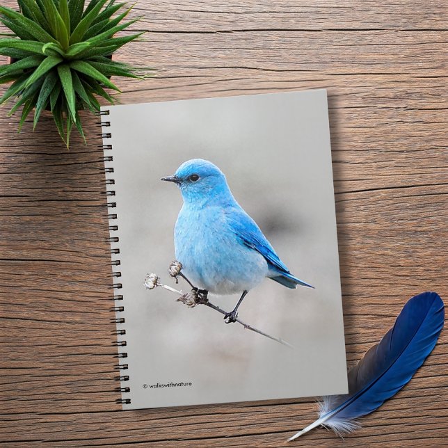 Beautiful Mountain Bluebird Notizblock (Beautiful Mountain Bluebird on the Tansy Journal Cover Photo)